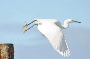 ELLES PROVOQUENT LA COLÈRE DES CITOYENS À CAUSE DE LEUR NUISANCE:  La ville de Boufarik envahie par les aigrettes