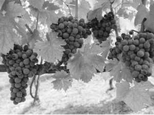 Viticulture à Boumerdès:  Une production de 2,4 millions de quintaux prévue en 2016