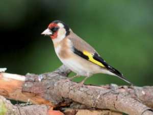 AÏn El Hammam -  Vente libre d’oiseaux protégés