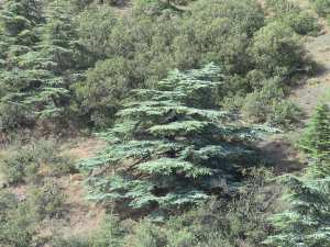 Parc National De Chrea