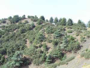 Parc National De Chrea