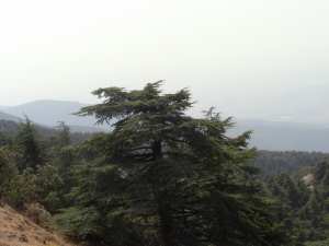 Parc National De Chrea