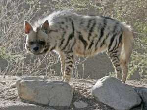 Algérie -  L’hyène rayée ressort des bois