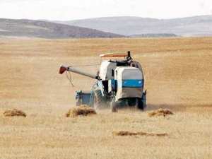 Céréaliculture: Rendement désastreux à Tiaret