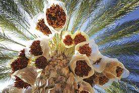 Labellisation des dattes Deglet Nour de Biskra:  Le processus lancé