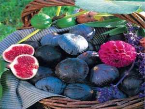 Première édition à Bordj Bou Arréridj:  La figue de Djaâfra célébrée