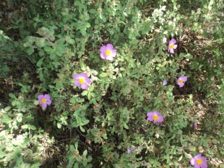 Promenade en pleine nature, le 15 mai 2016