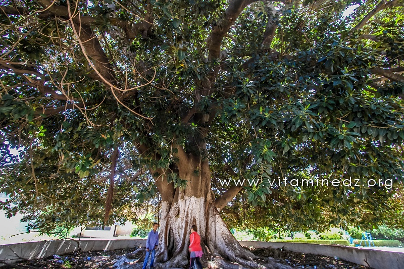 Arbre caoutchou géant à Mostaganem