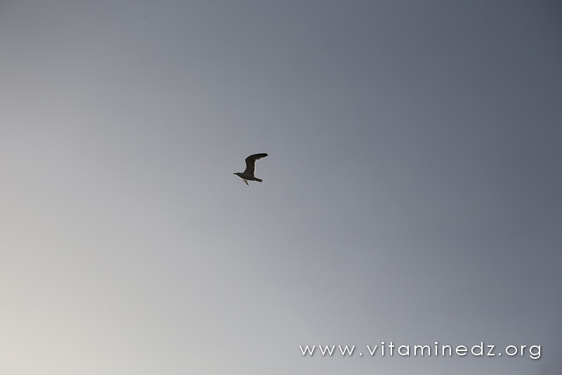 Plage de Malousse (W. Ain Temouchent)