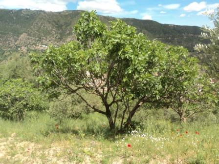 Promenade en pleine nature, le 15 mai 2016