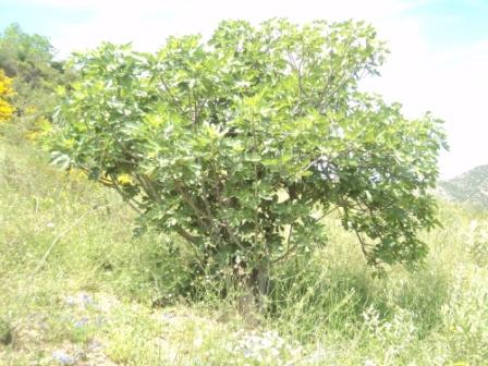 Promenade en pleine nature, le 15 mai 2016