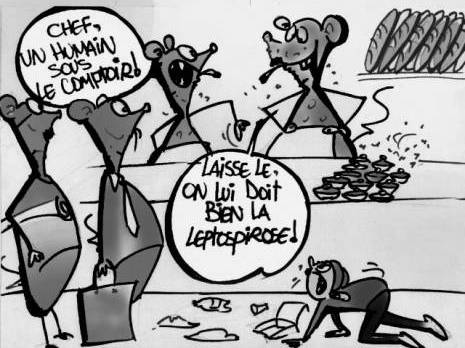 Prolifération des rats à Skikda:  Les habitants exposés aux zoonoses