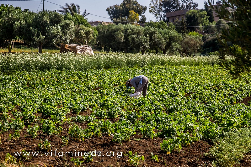 Agriculteur, El Mdadha, village de la commune de Sidi Ouariache (Ain Temouchent)