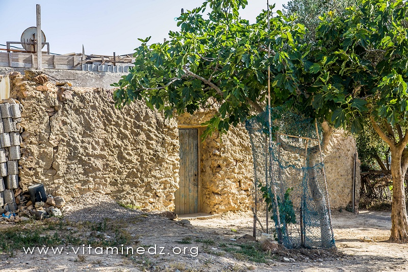 Maison ancienne en terre, El Mdadha, village de la commune de Sidi Ouariache (Ain Temouchent)