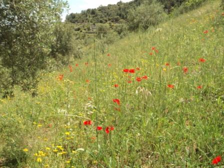 Promenade en pleine nature, le 15 mai 2016