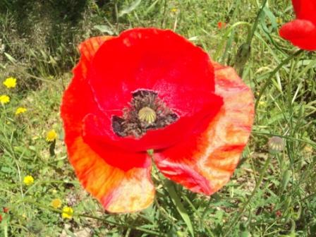 Promenade en pleine nature, le 15 mai 2016