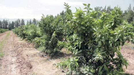 Tipasa - Le secteur de l’agriculture sacrifié