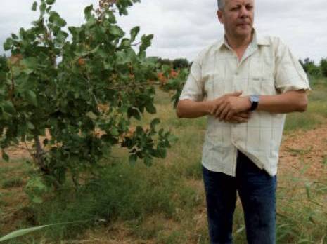 Le pistachier s’épanouit bien à Mascara