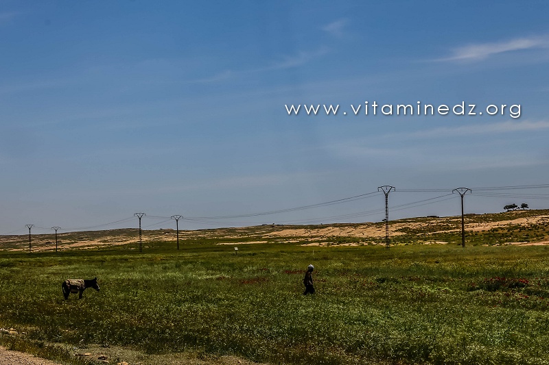 Commune de Taouiala (Wilaya de Laghouat)