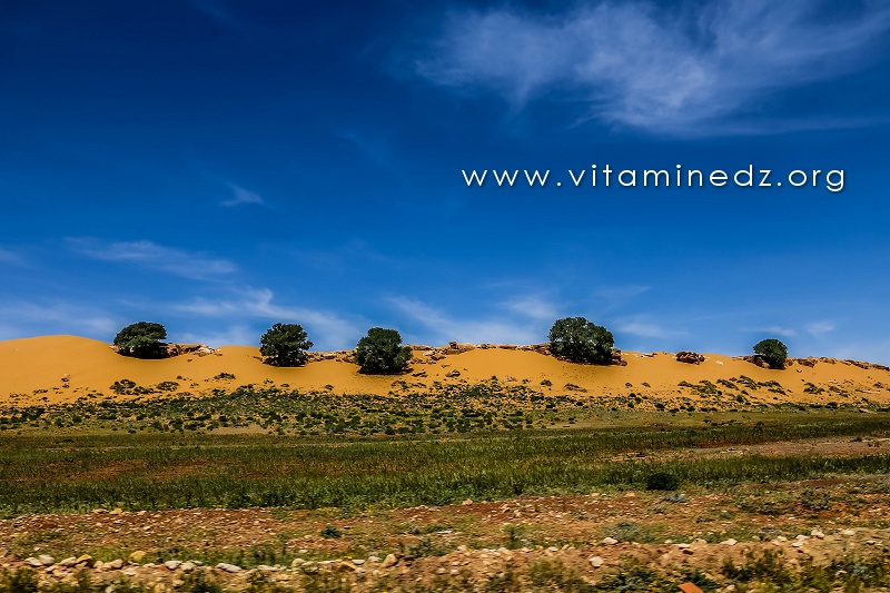 Commune de Taouiala (Wilaya de Laghouat)