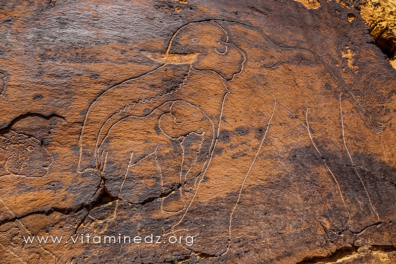 Eléphant protegeant son éléphanteau Gravures rupestres d'El Ghicha (Aïn safsafa) Wilaya d'El Aghwat