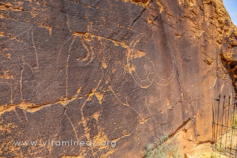 Bubale Gravures rupestres d'El Ghicha (Aïn safsafa) Wilaya d'El Aghwat