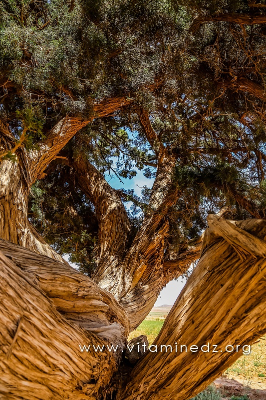 Pistachier centenaire - Région d'El Ghicha - Wilaya de Laghouat