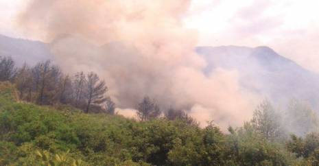 Après l’incendie du Parc national de Gouraya (Béjaïa):  Le dispositif antifeu se révèle inefficace