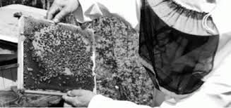 Adekar (Béjaia) -  Cap sur le développement de l’apiculture