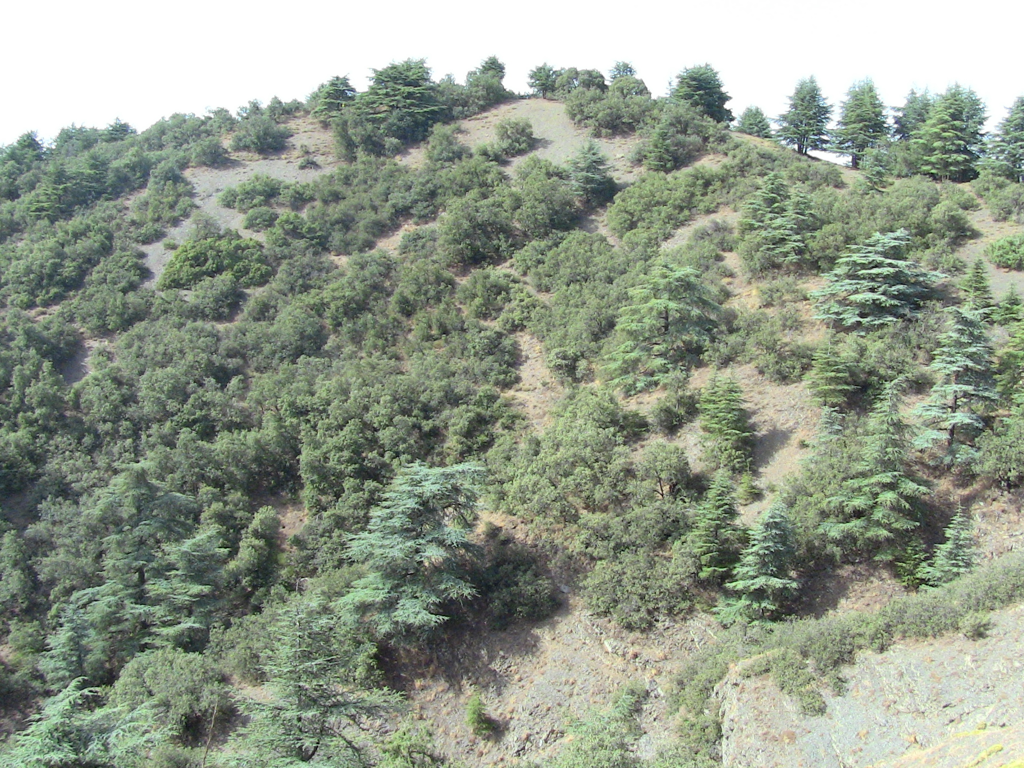 Parc National De Chrea