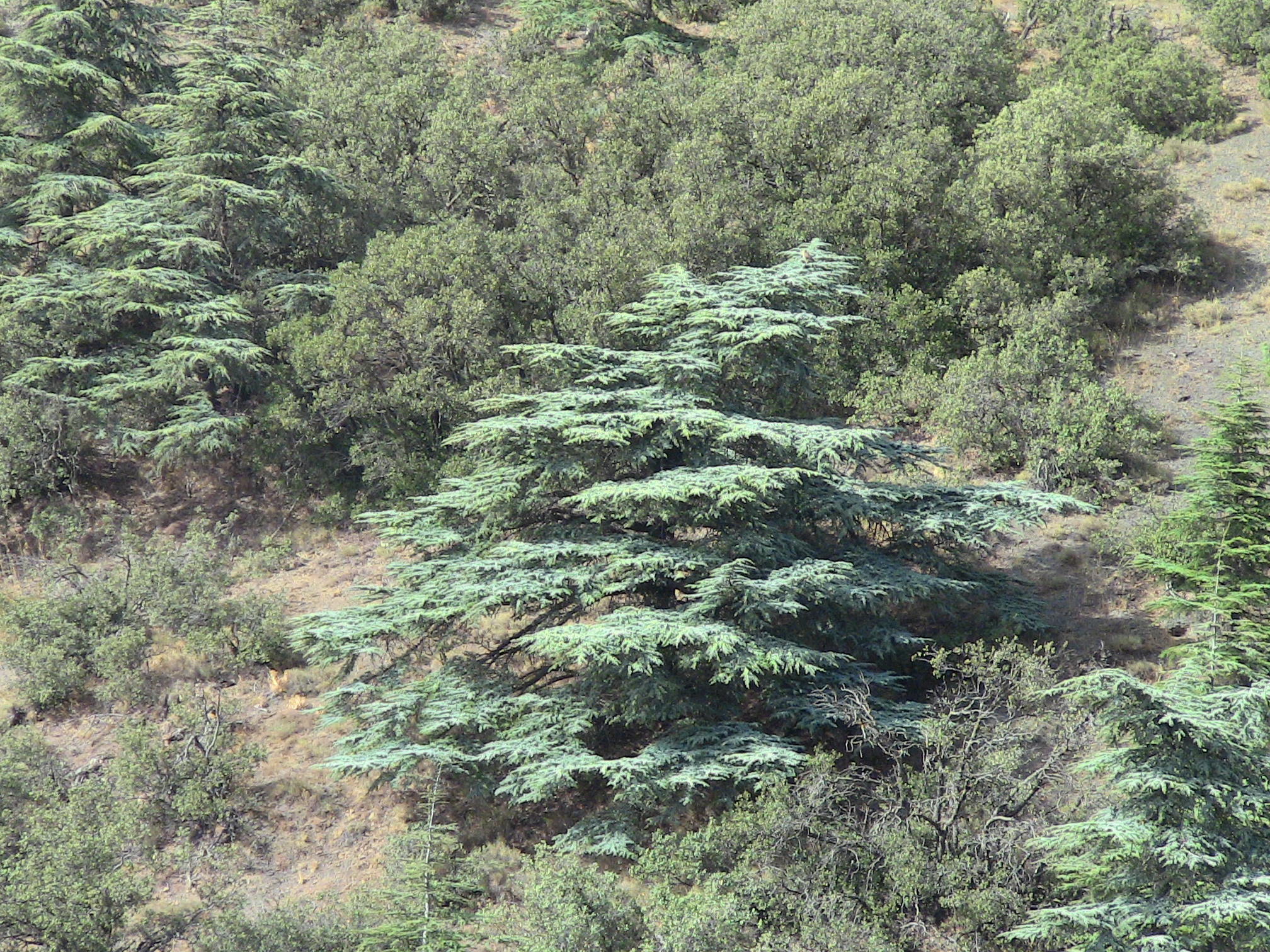 Parc National De Chrea