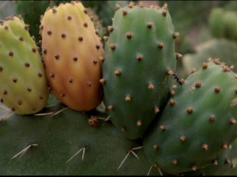 Vallée de la Soummam (Béjaïa):  La figue de Barbarie, reine de l’été