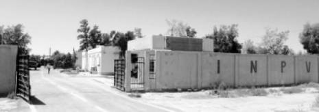 Phœniciculture à Biskra:  Boufaroua inquiète les agriculteurs de Sidi Okba