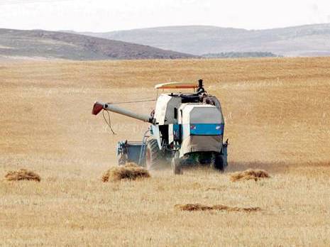 Céréaliculture: Rendement désastreux à Tiaret
