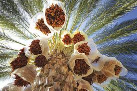 Labellisation des dattes Deglet Nour de Biskra:  Le processus lancé