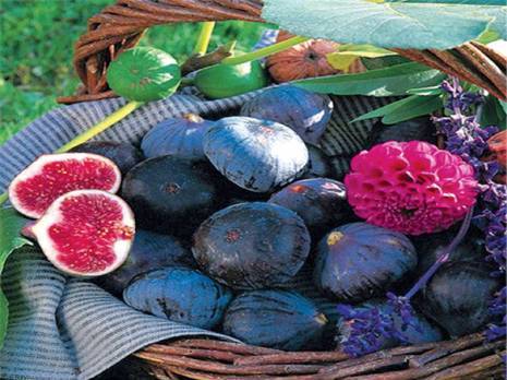 Première édition à Bordj Bou Arréridj:  La figue de Djaâfra célébrée