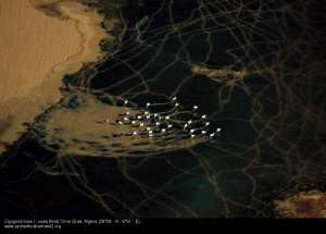 Cigognes dans l’oasis Bordj Omar Driss, Algérie (28°09’ N - 6°51’ E).