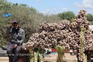 L'ail algérien, meilleur que celui importé d'espagne ou de chine