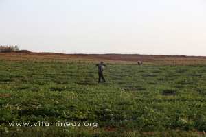 Champ du coté d'El Mssaid, où l'agriculture y est peu développée