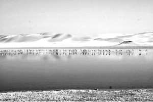 El Ménéa - Catastrophe écologique à Sebkhet El Maleh