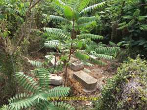 هنا يرقد يهود نمور الغزوات حاليا