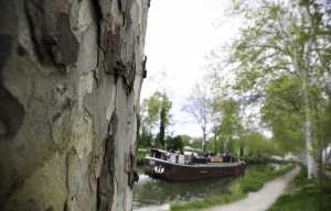 Planète - Toulouse:  Déjà 3 millions d'euros récoltés pour replanter les arbres du Canal du Midi, et c'est pas fini