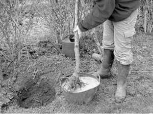 Sidi Bel Abbès -  L’association Jeunesse volontaire mise sur la reforestation