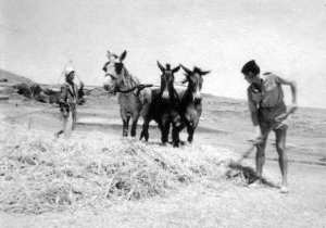 Eté 1960 -  un coup de main pour le battage du blé.