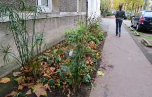 Planète - Nantes (France): La ville encourage les habitants à fleurir et verdir les rues