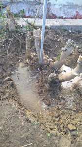 Constantine - Le faux vernis du Japon endommage une conduite d’eau à Djenane Dardar