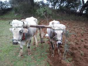 Le labourage traditionnel en Kabylie (TIYARZA)