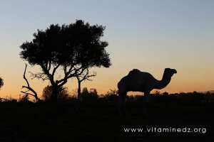 Un chameau à Tlemcen