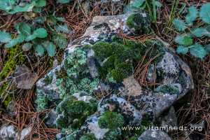 Foret de Tlemcen, Lichen