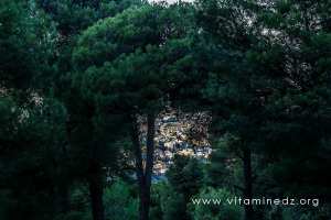 Foret de Tlemcen, petit perdreau vue sur Tlemcen